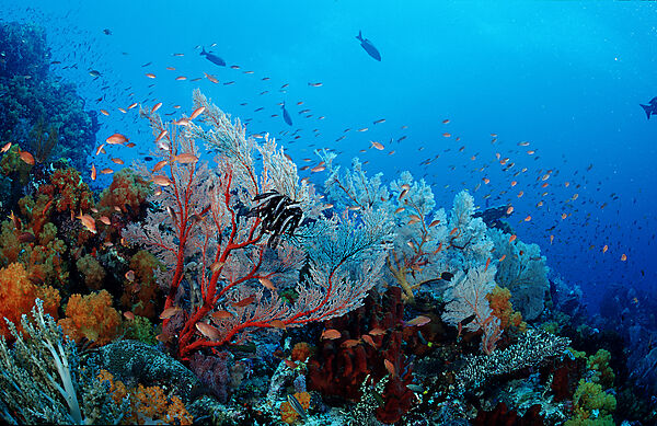 Coral reef