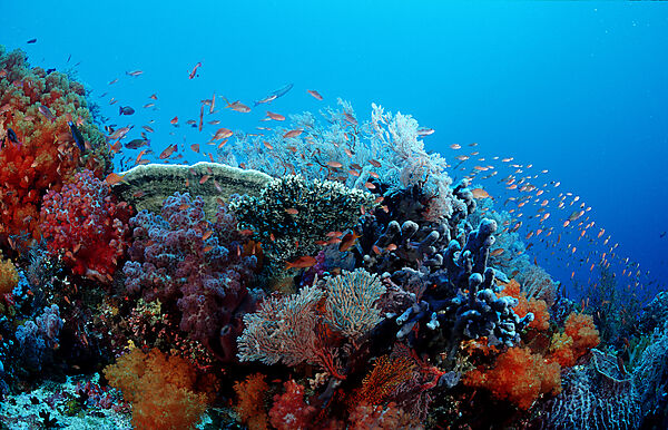 Coral reef