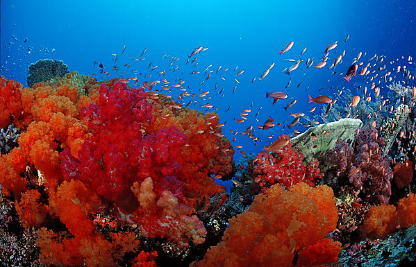 Coral reef