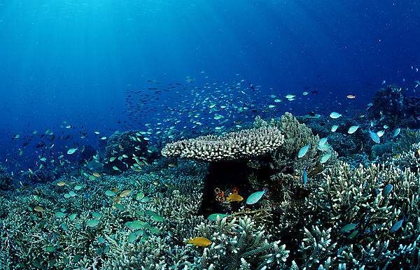 Coral reef