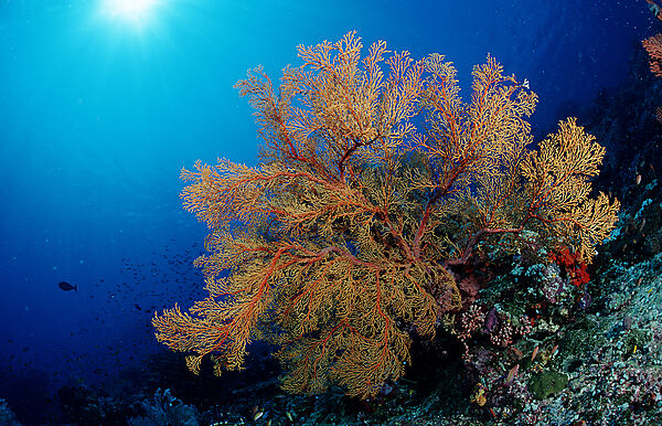 Coral reef