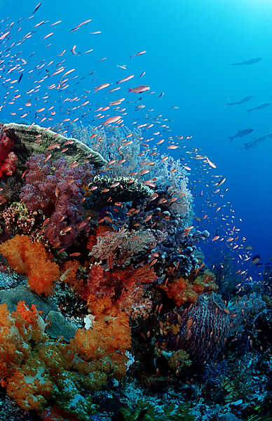Coral reef