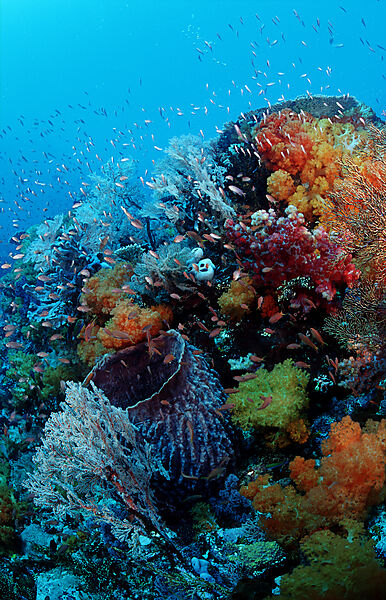 Coral reef