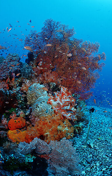 Coral reef