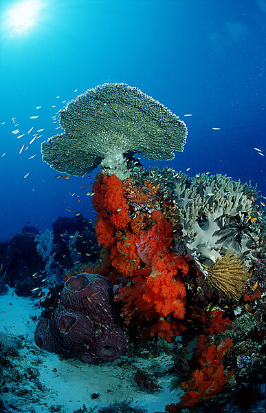 Coral reef