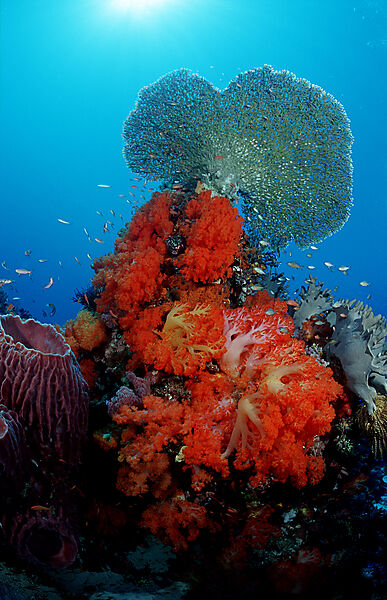 Coral reef