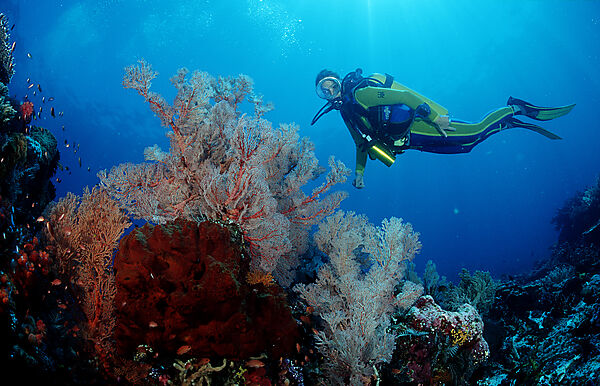Scuba diver and coral reef
