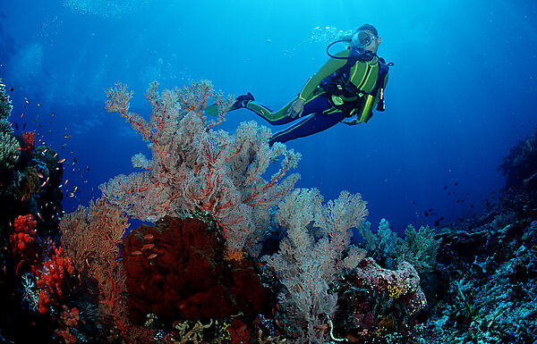 Scuba diver and coral reef