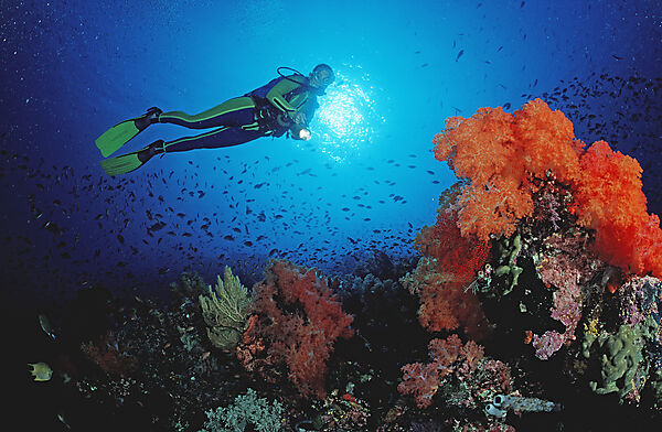 Scuba diver and coral reef