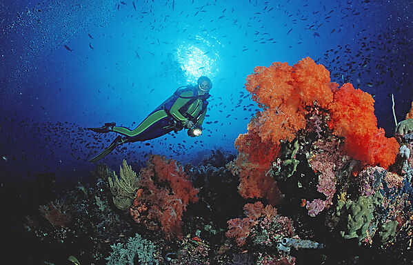Scuba diver and coral reef