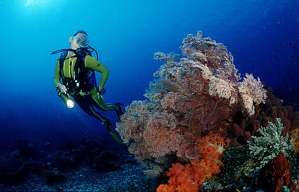 Scuba diver and coral reef