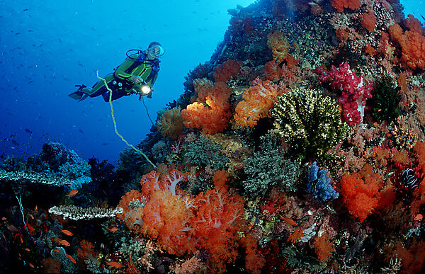Scuba diver and coral reef