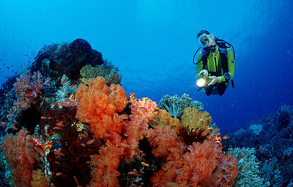 Scuba diver and coral reef