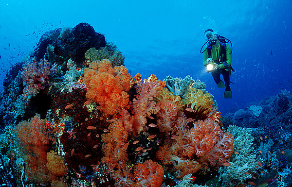 Scuba diver and coral reef