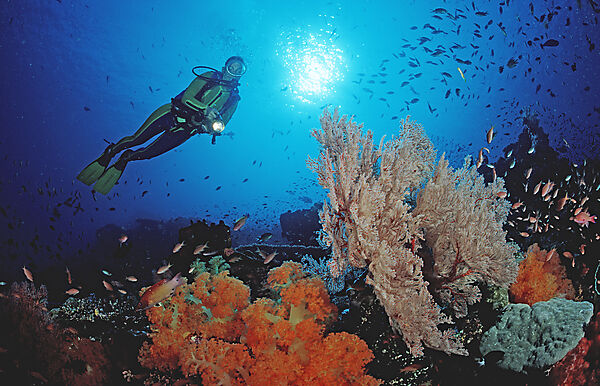 Scuba diver and coral reef