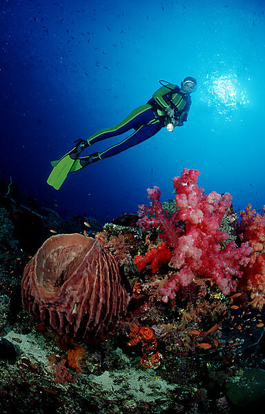 Scuba diver and coral reef