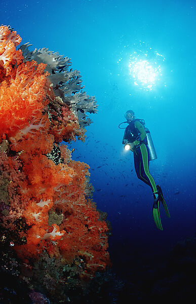Scuba diver and coral reef