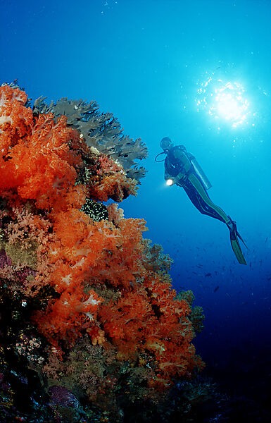Scuba diver and coral reef