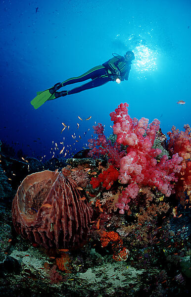 Scuba diver and coral reef