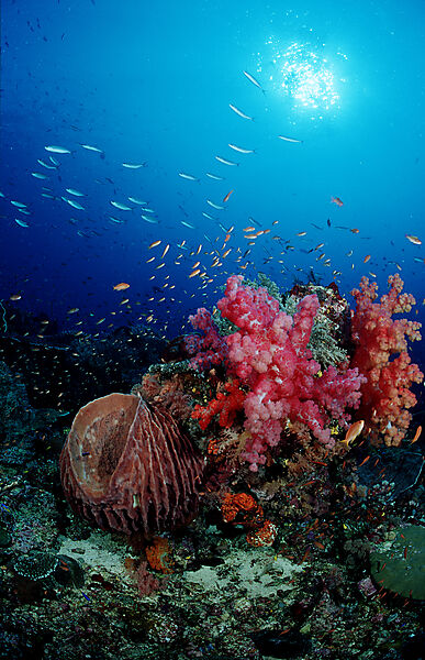 Coral reef