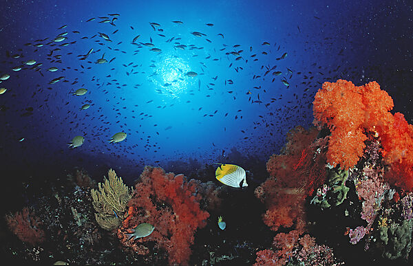 Coral reef
