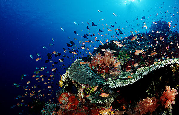 Coral reef