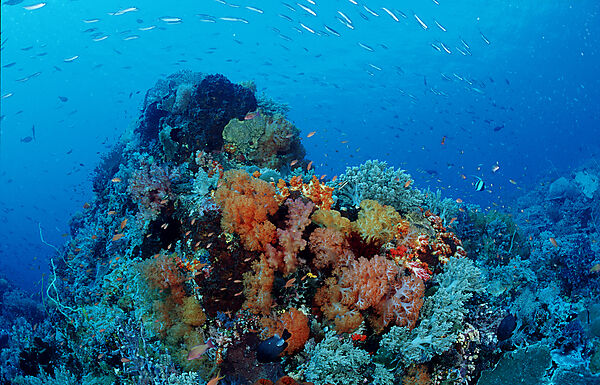 Coral reef