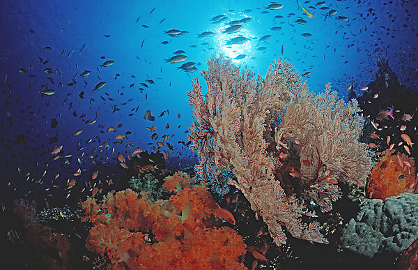 Coral reef