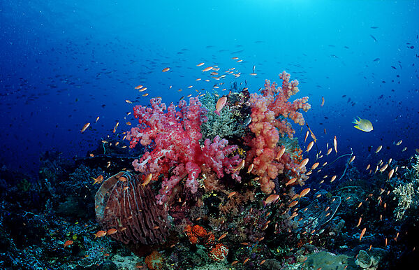 Coral reef