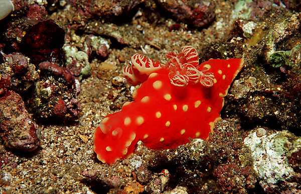 Neonstern-Nacktschnecke, Neonsternschnecke