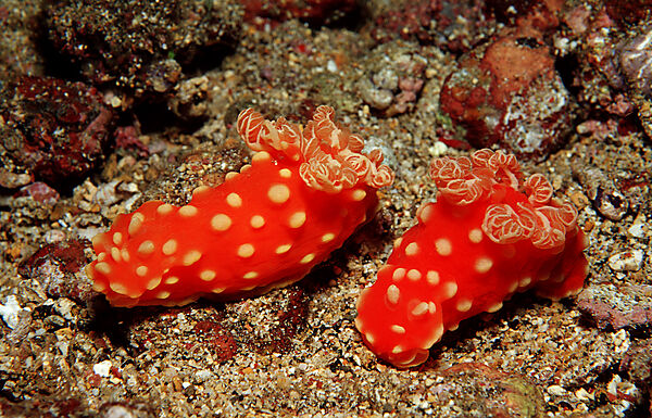 Neonstern-Nacktschnecke, Neonsternschnecke