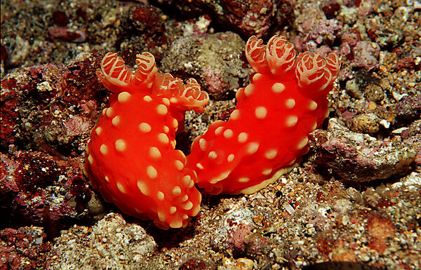 Neonstern-Nacktschnecke, Neonsternschnecke