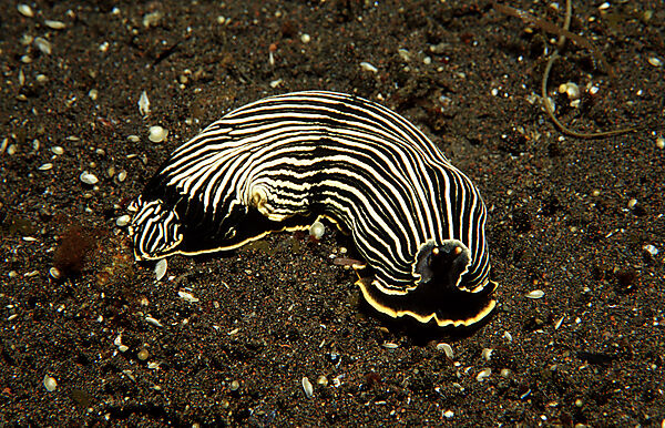 Furchenschnecke, Nacktschnecke