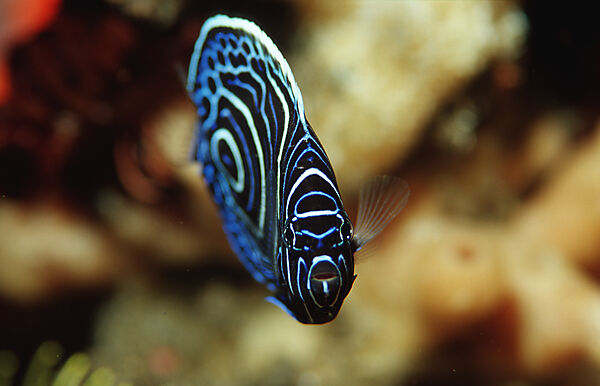 Junger, Imperator Kaiserfisch