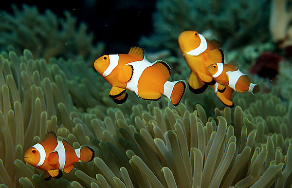 Orange-Ringel-Anemonenfische, Clownfisch