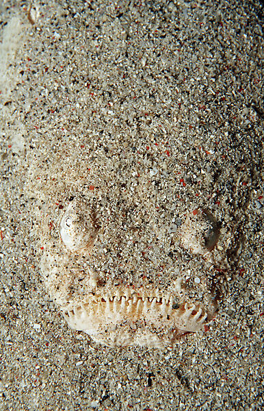 Marmorierter Himmelsgucker