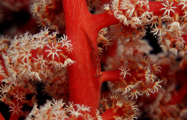 Gorgonian goby