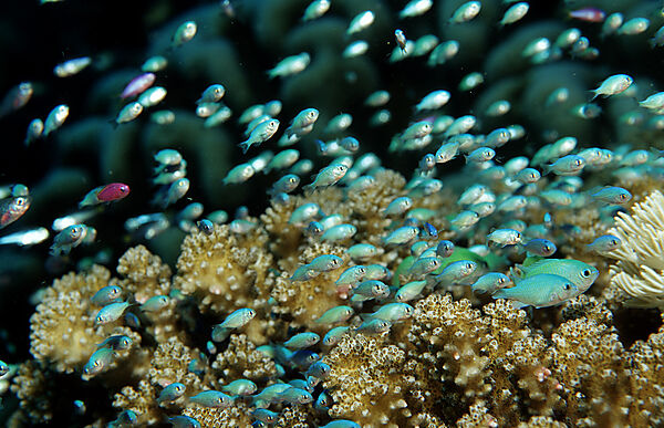 Blaugruener Chromis