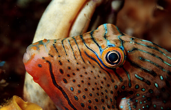 Papua-Spitzkopfkugelfisch