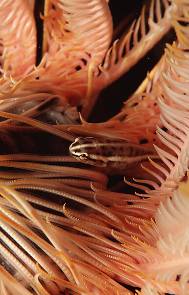Crinoid clingfish