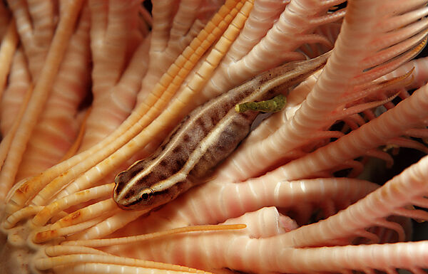 Crinoid clingfish