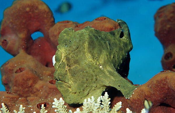 Giant frogfish
