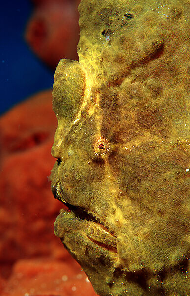 Giant frogfish