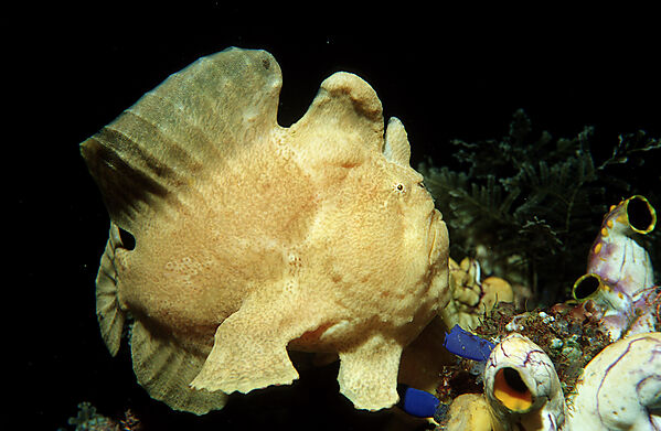 Giant frogfish