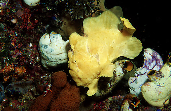 Giant frogfish