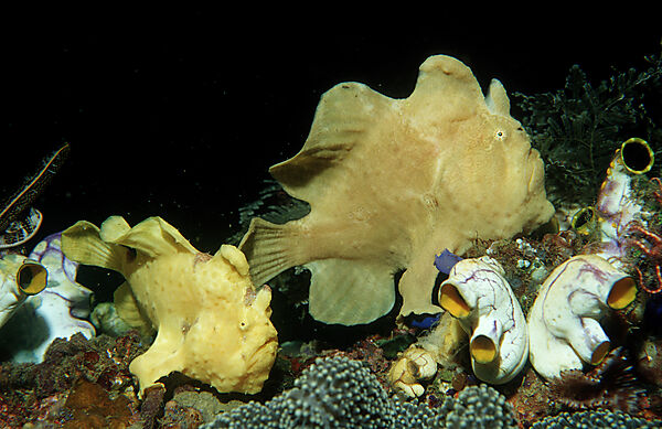 Two Giant frogfishes
