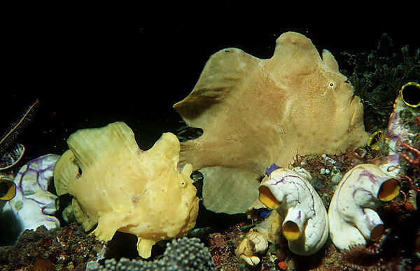Two Giant frogfishes