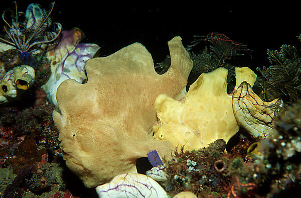 Two Giant frogfishes