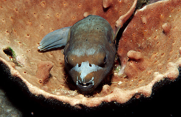 Schwarzfleck-Kugelfisch