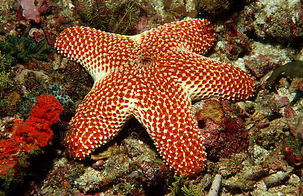Starfish